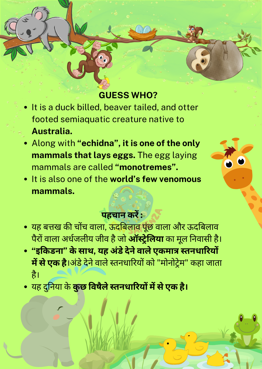 Animal 5 Back